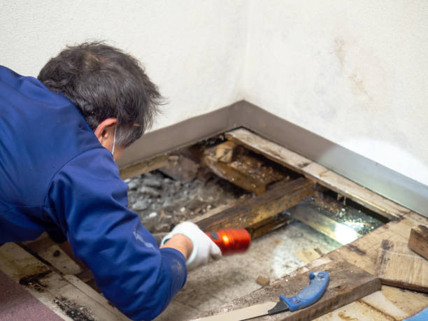 Best Crawl Space Mold Removal  in Thiensville, WI
