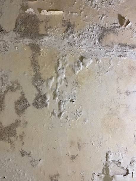 Best Crawl Space Mold Removal  in Thiensville, WI
