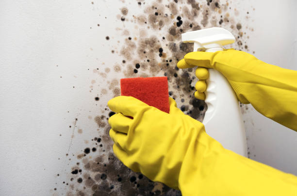 Best Mold Damage Repair  in Thiensville, WI